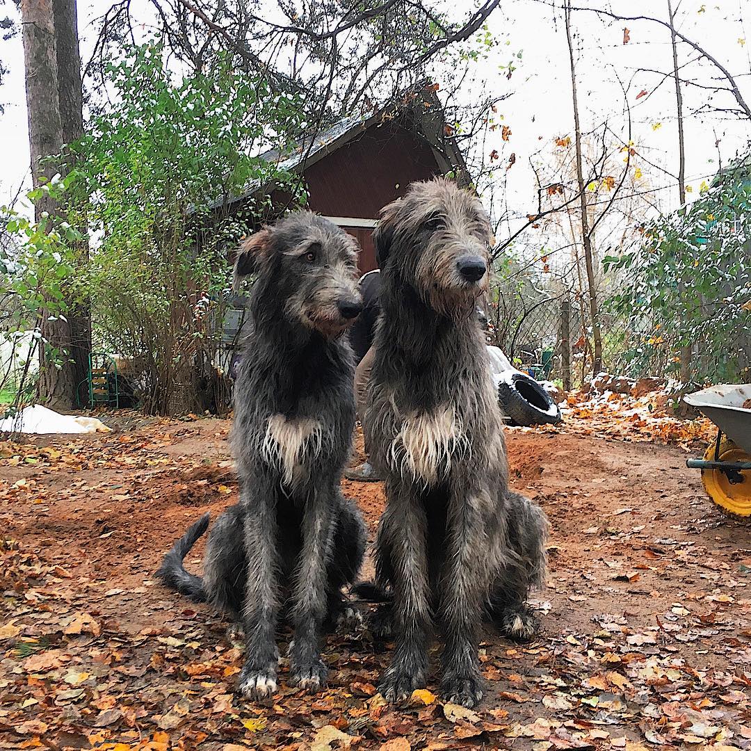 16 Irish Wolfhound Pics That’ll Keep You Smiling 10