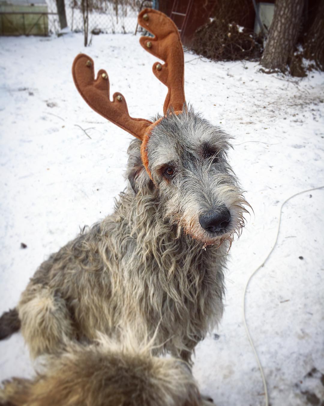 16 Irish Wolfhound Pics That’ll Keep You Smiling 11