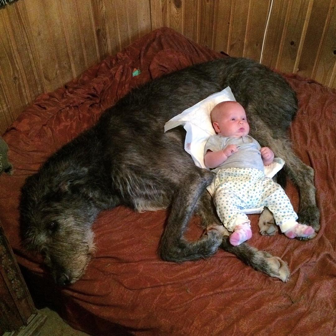 16 Irish Wolfhound Pics That’ll Keep You Smiling 9