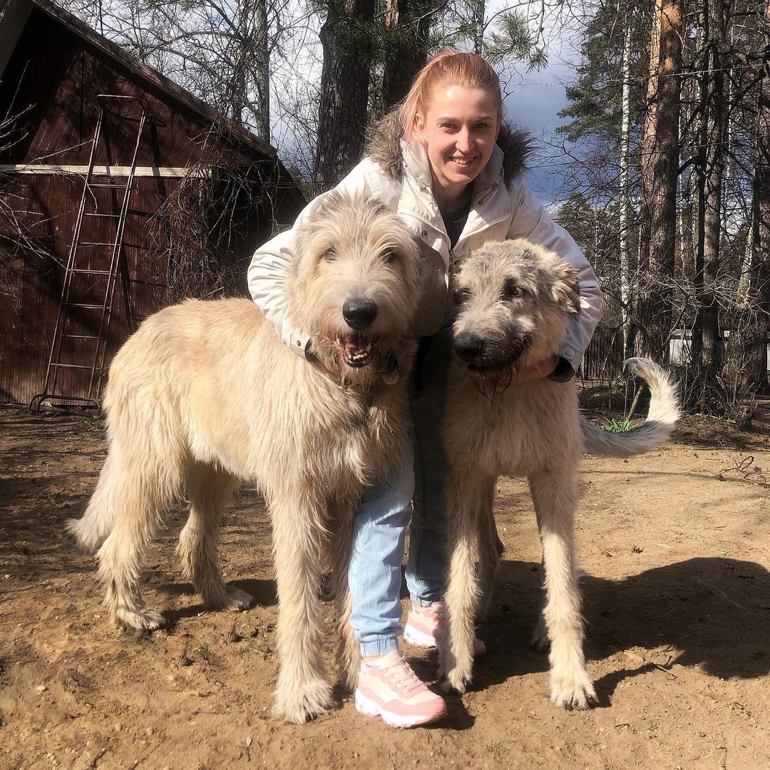 16 Irish Wolfhound Pics That’ll Keep You Smiling 11