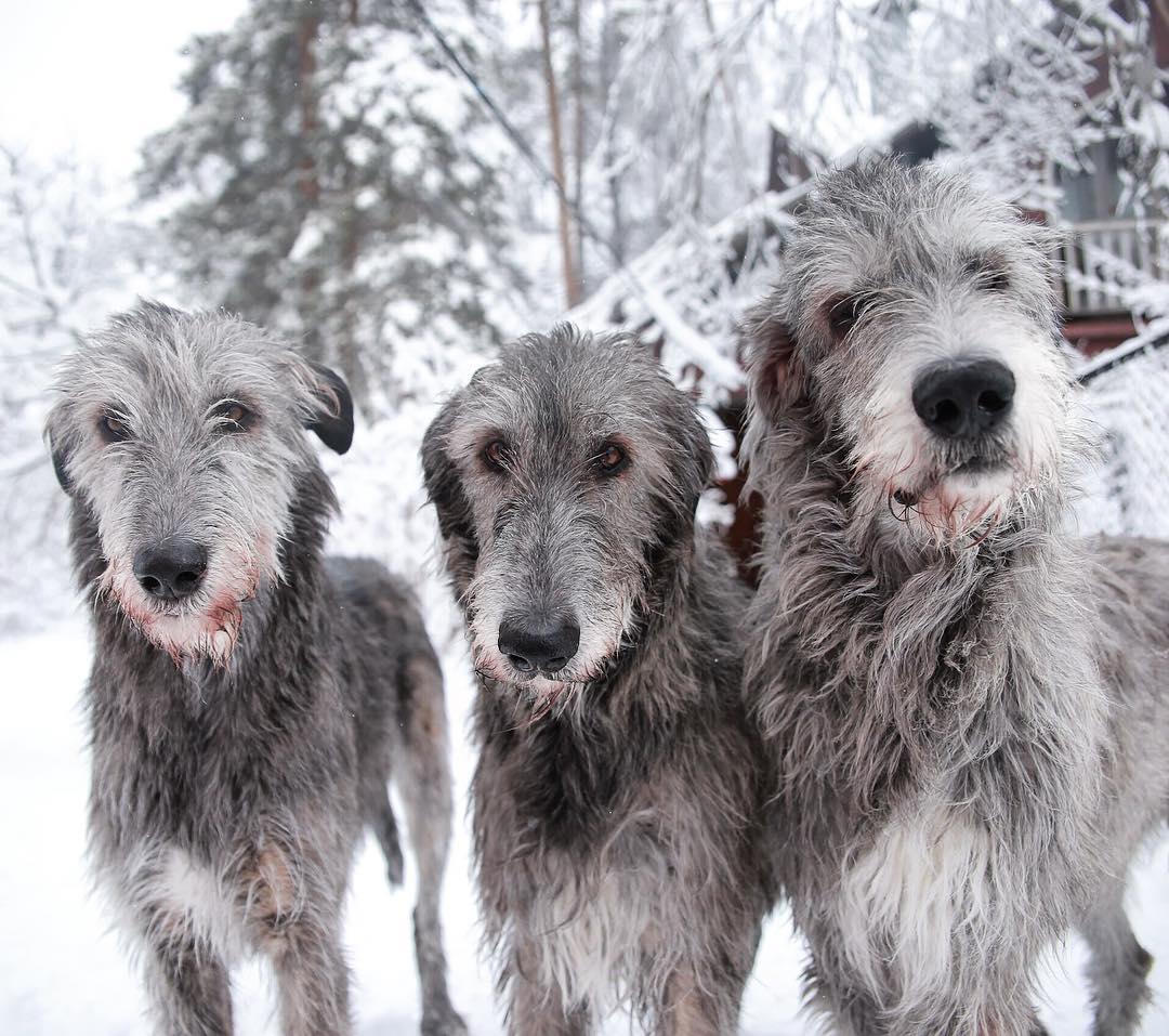 16 Irish Wolfhound Pics That’ll Keep You Smiling 7