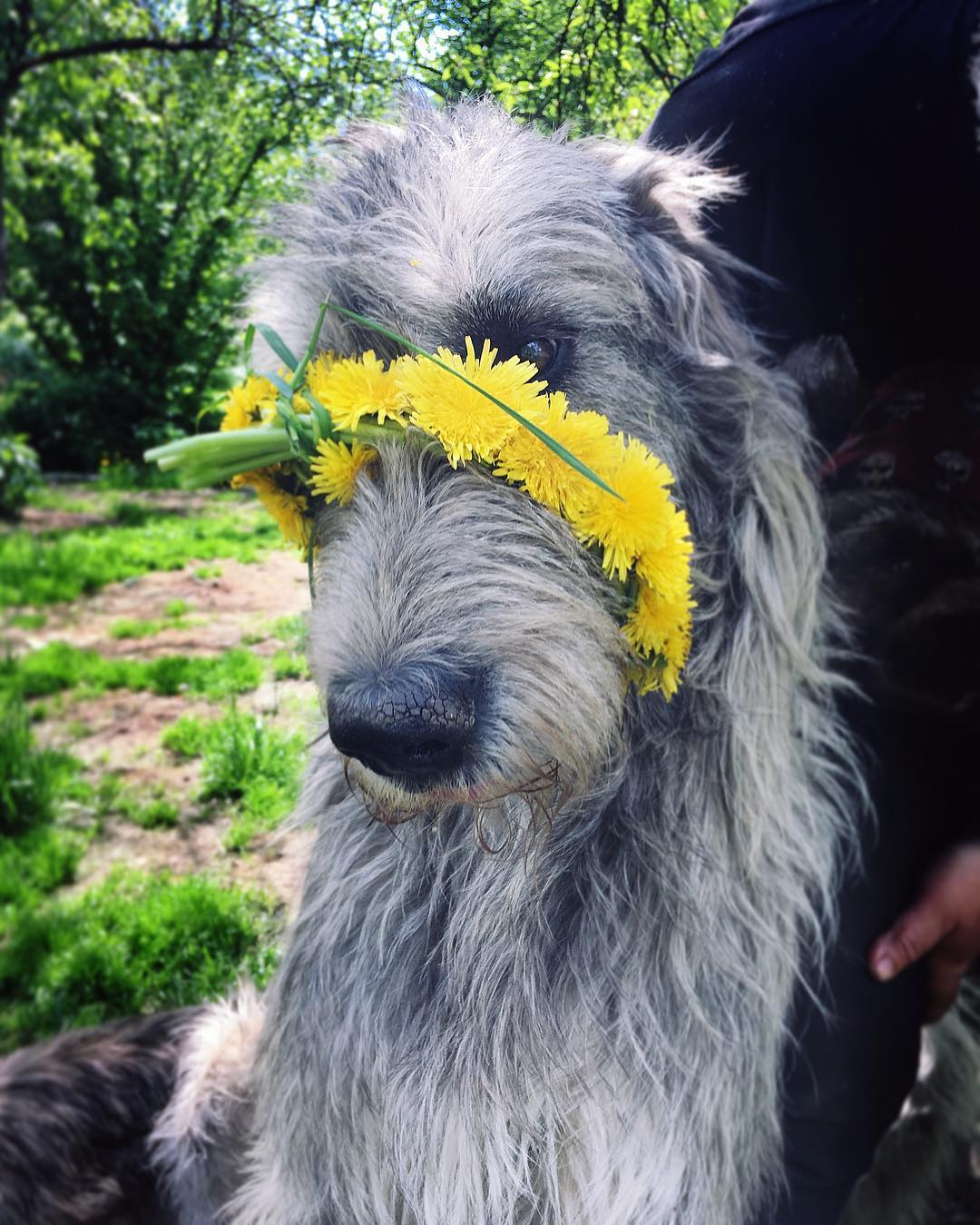 16 Irish Wolfhound Pics That’ll Keep You Smiling 8