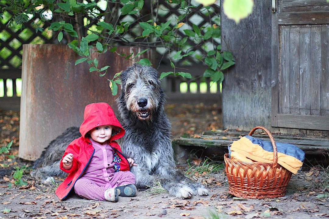 16 Irish Wolfhound Pics That’ll Keep You Smiling 9