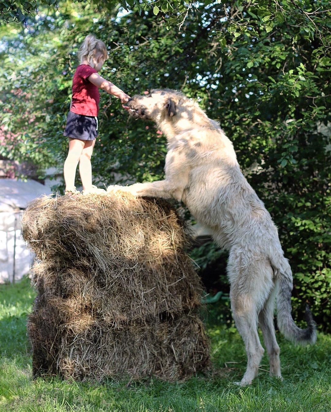16 Irish Wolfhound Pics That’ll Keep You Smiling 9