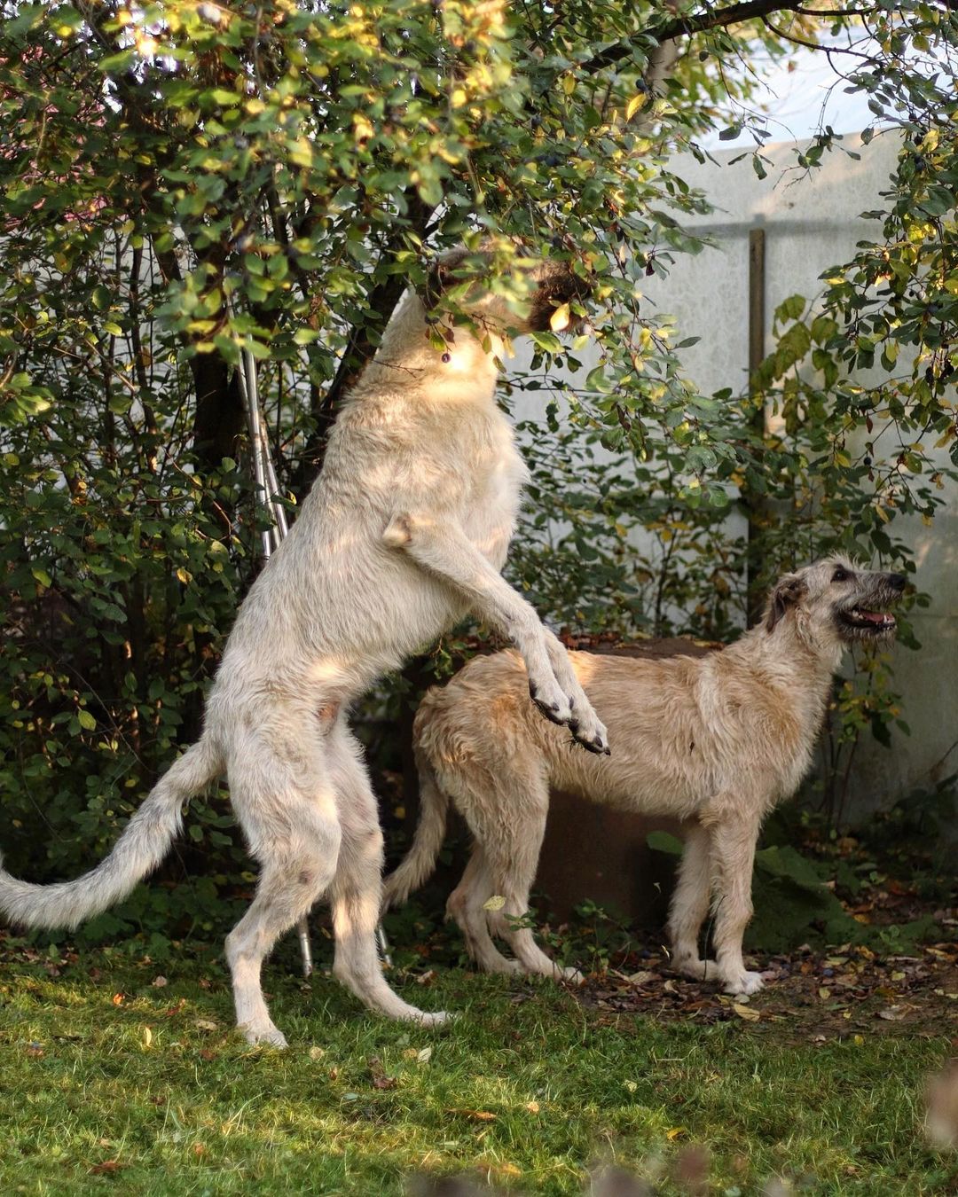 16 Irish Wolfhound Pics That’ll Keep You Smiling 11