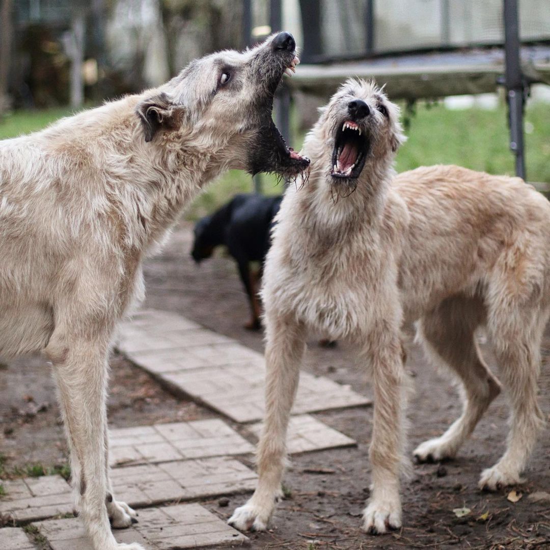 16 Irish Wolfhound Pics That’ll Keep You Smiling 3