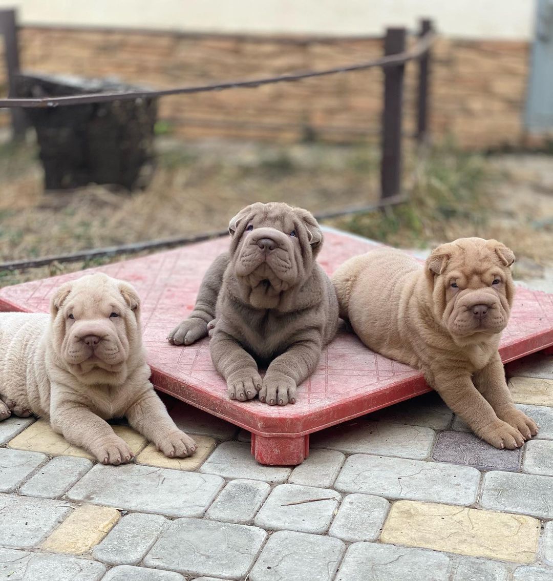 15 Cool Facts About Shar-Peis 9