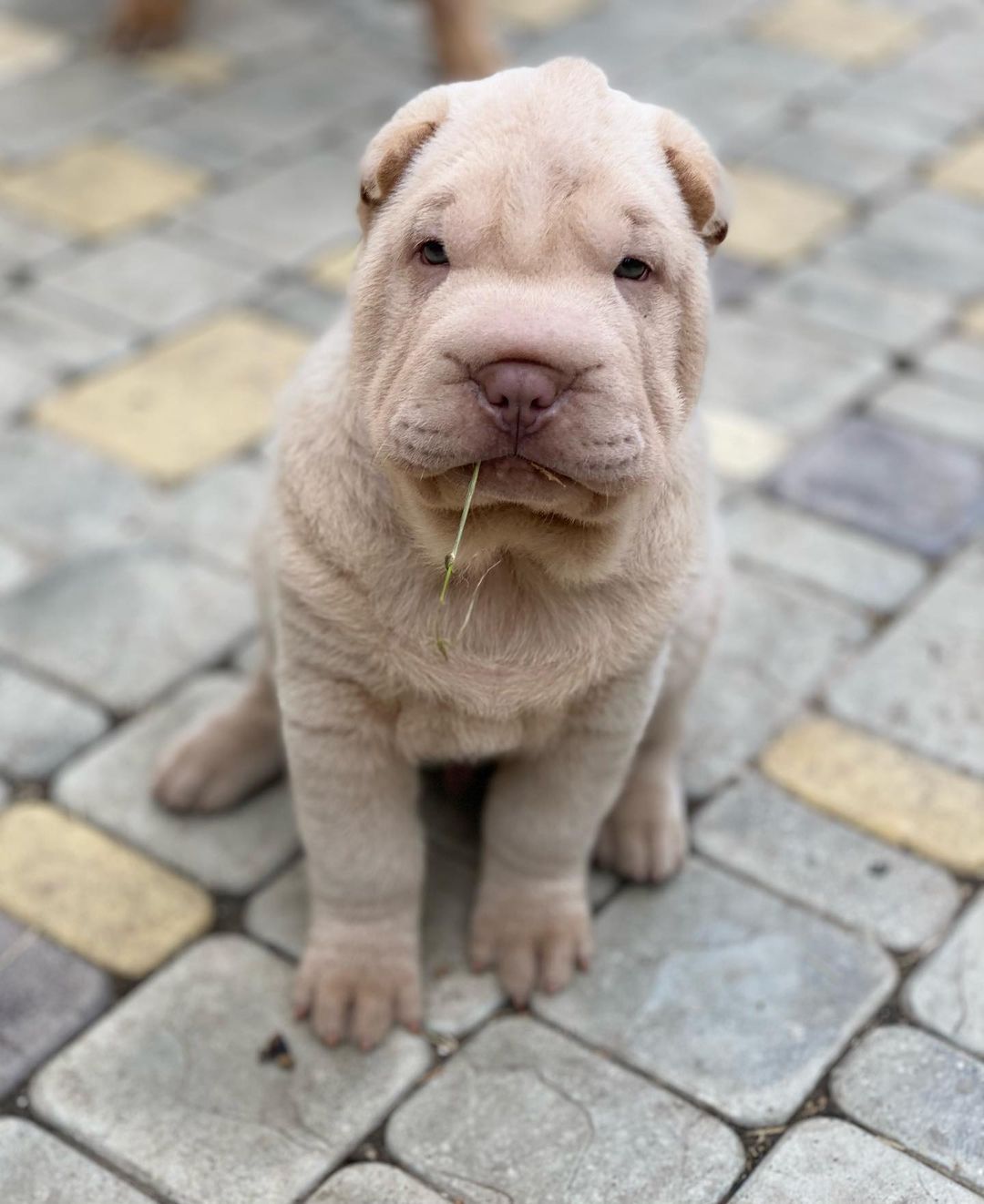 15 Cool Facts About Shar-Peis 10
