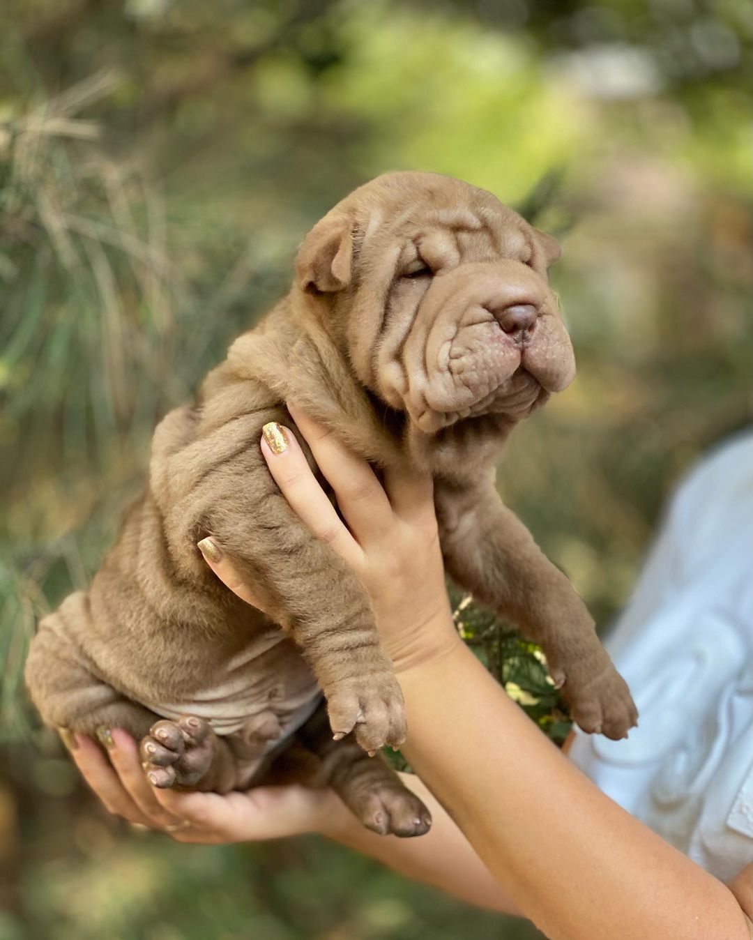 15 Cool Facts About Shar-Peis 9