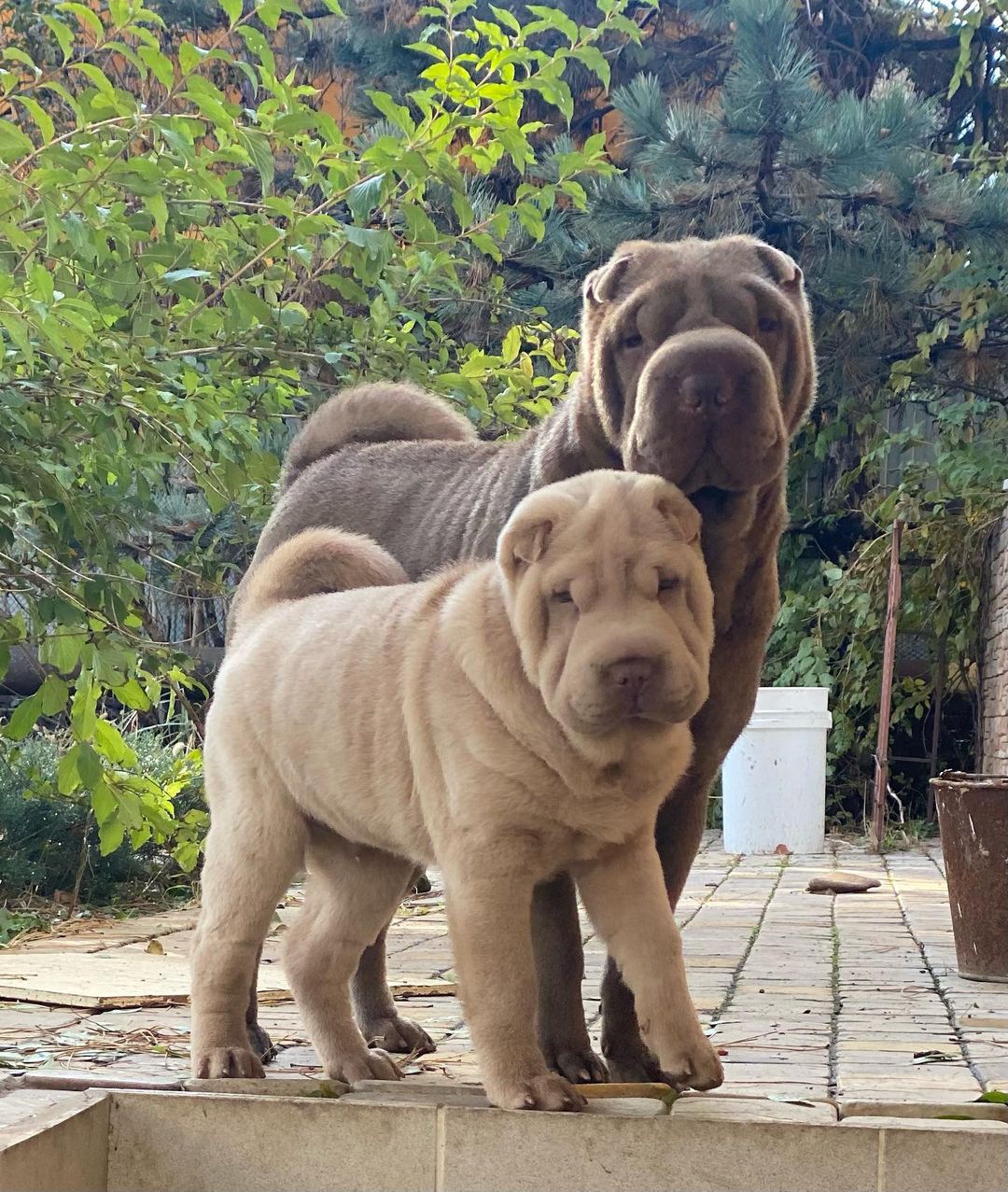 15 Cool Facts About Shar-Peis 11