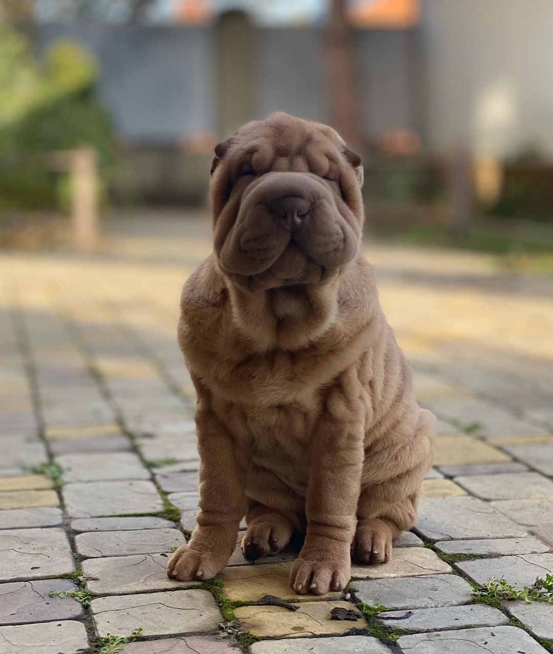 16 Amazing Facts About Shar-Peis You Probably Never Knew 7