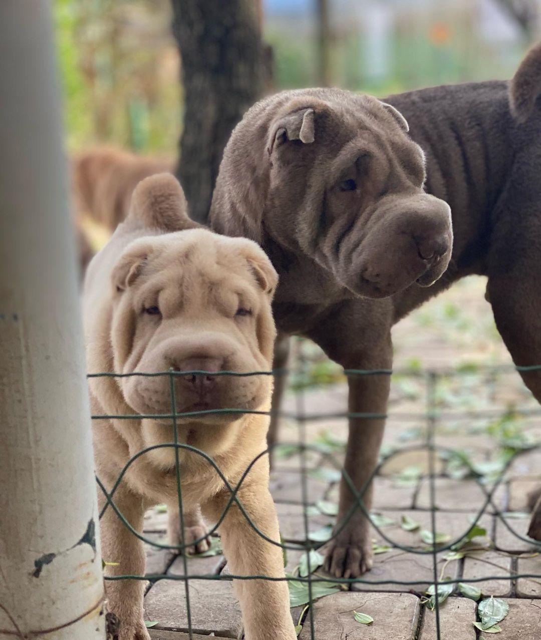 16 Amazing Facts About Shar-Peis You Probably Never Knew 8
