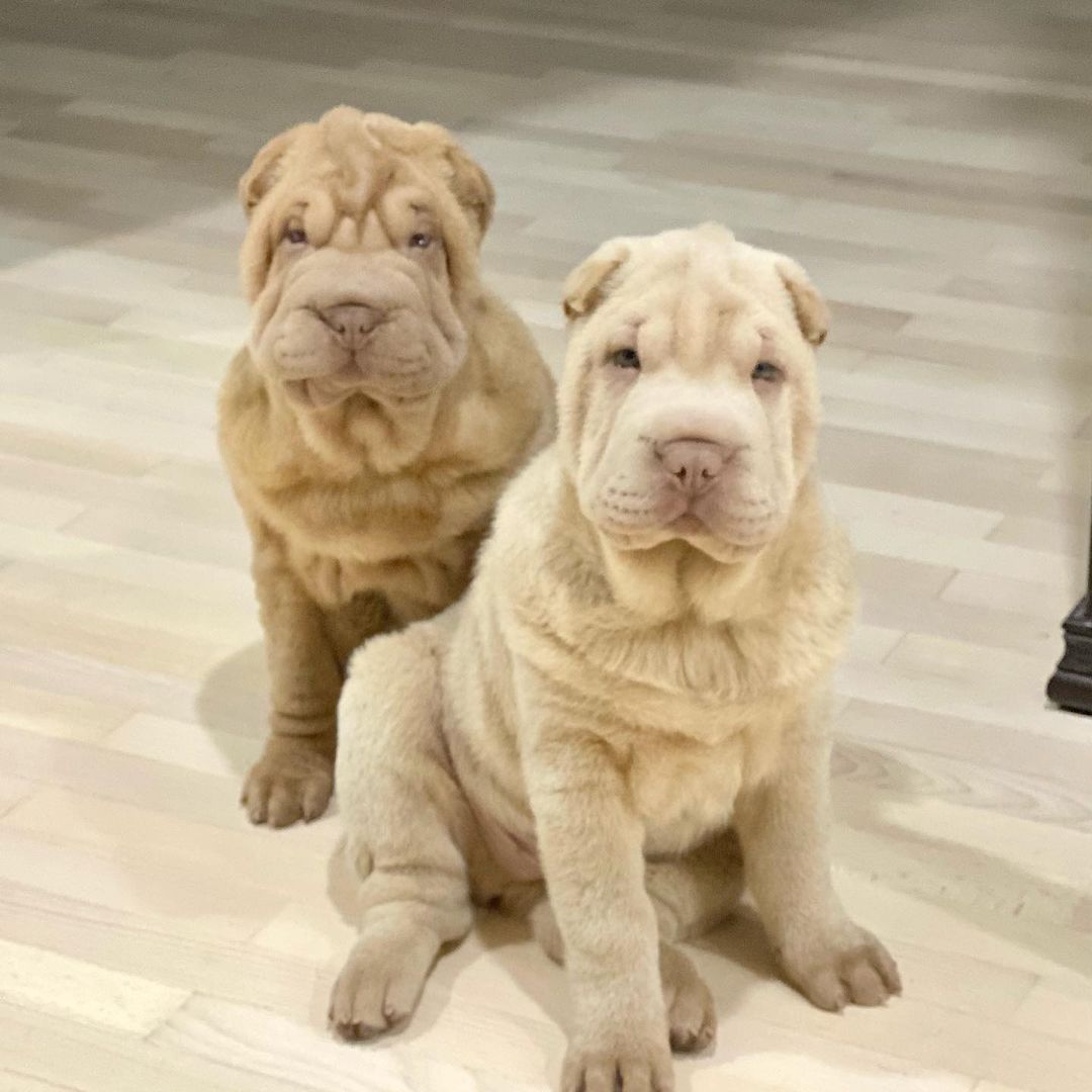 16 Amazing Facts About Shar-Peis You Probably Never Knew 9