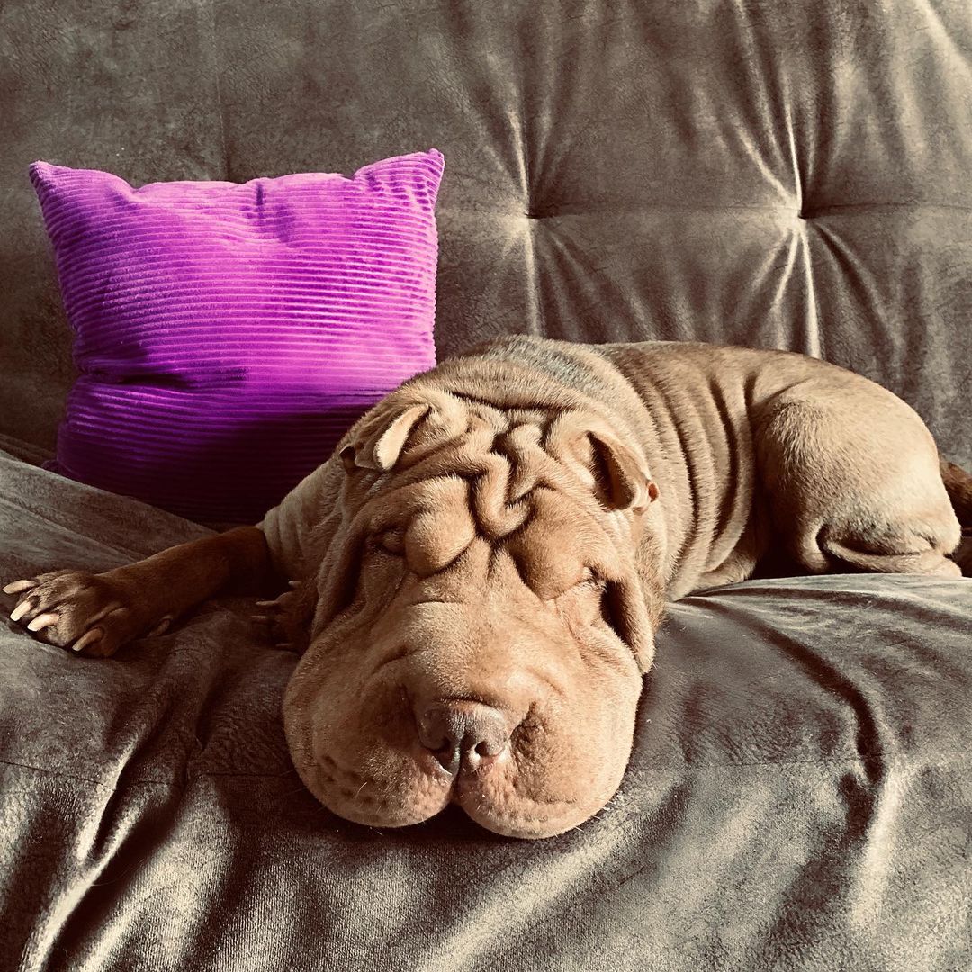 16 Interesting Facts About Shar-Peis 9