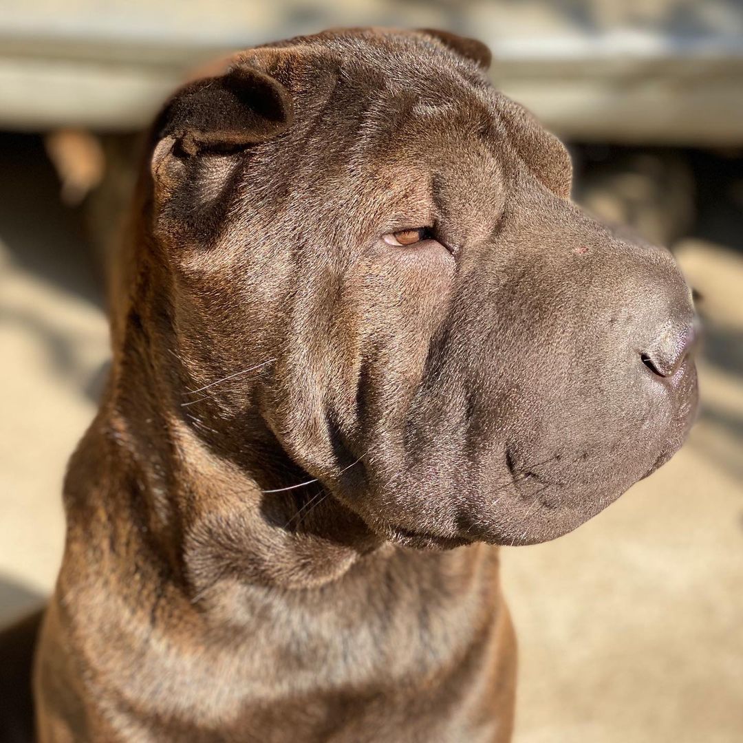 16 Interesting Facts About Shar-Peis 11
