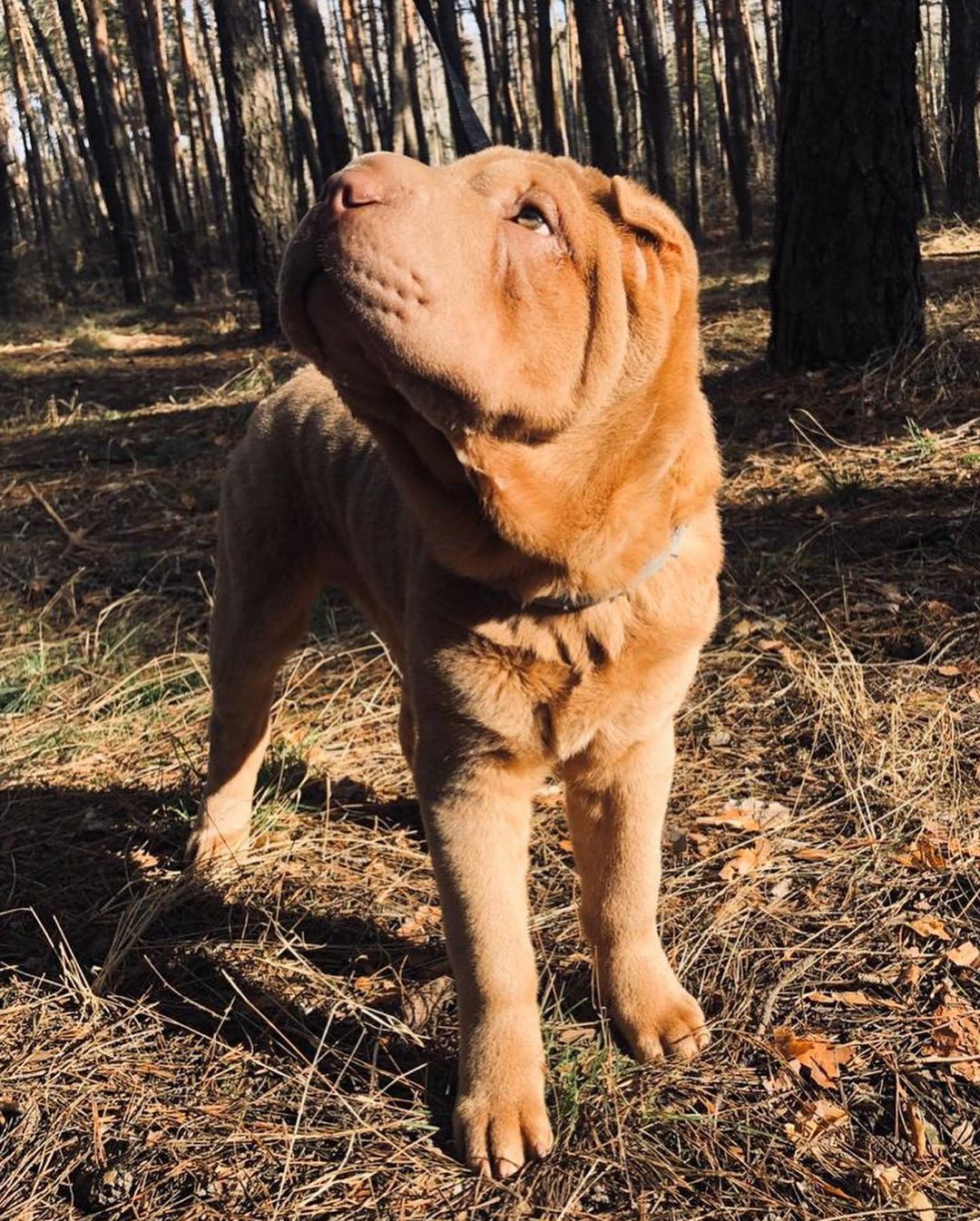 16 Interesting Facts About Shar-Peis 10