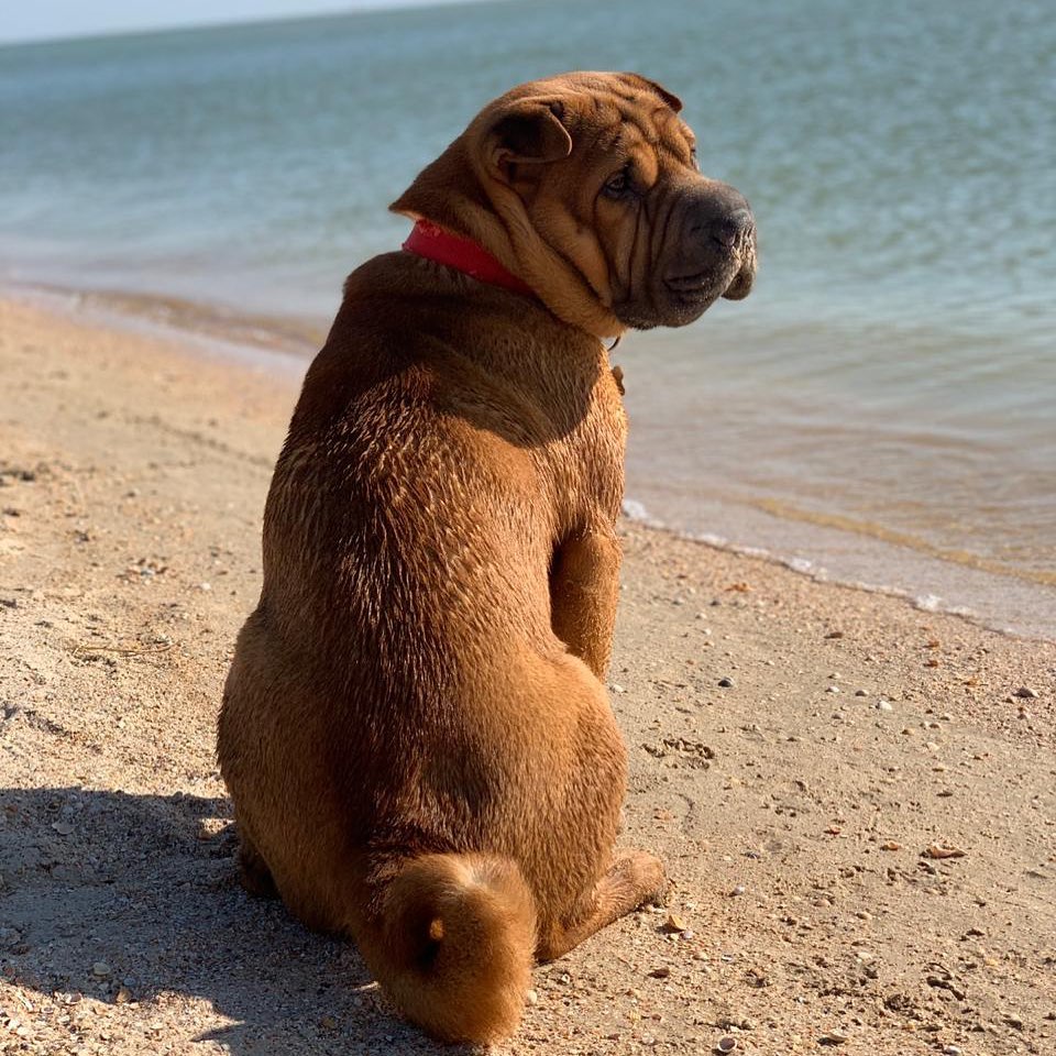 16 Interesting Facts About Shar-Peis 11