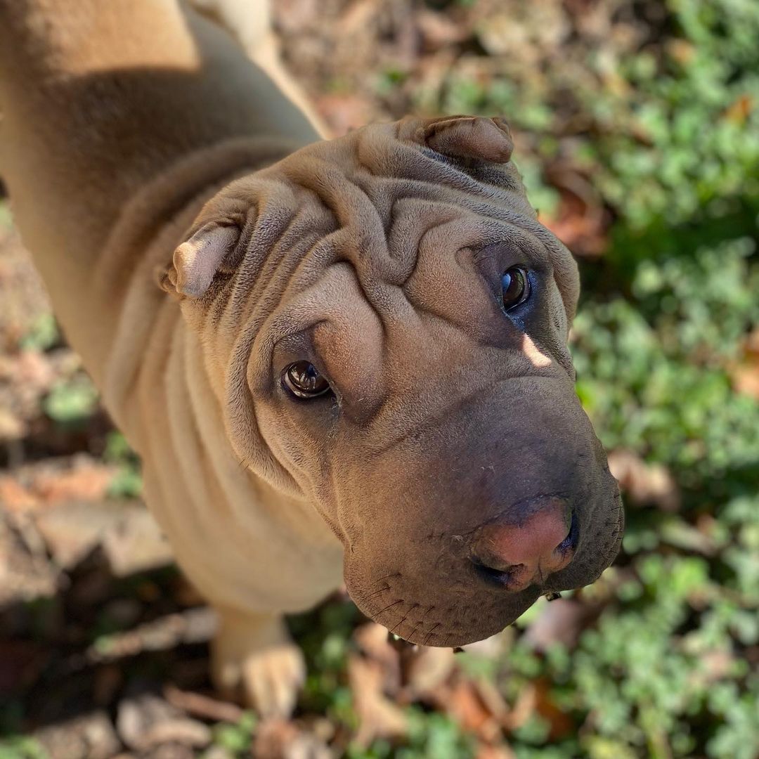 16 Interesting Facts About Shar-Peis 10