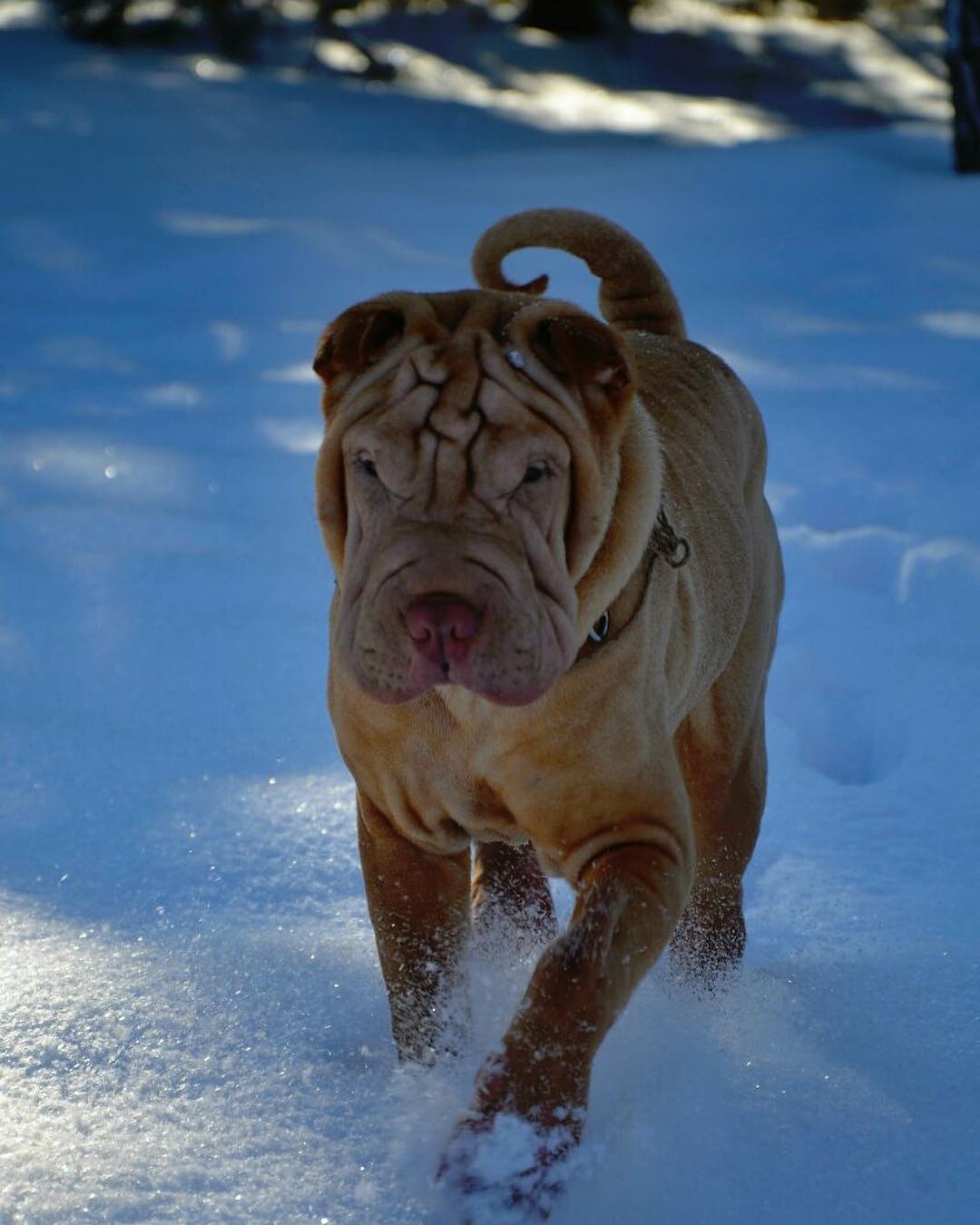 16 Interesting Facts About Shar-Peis 11