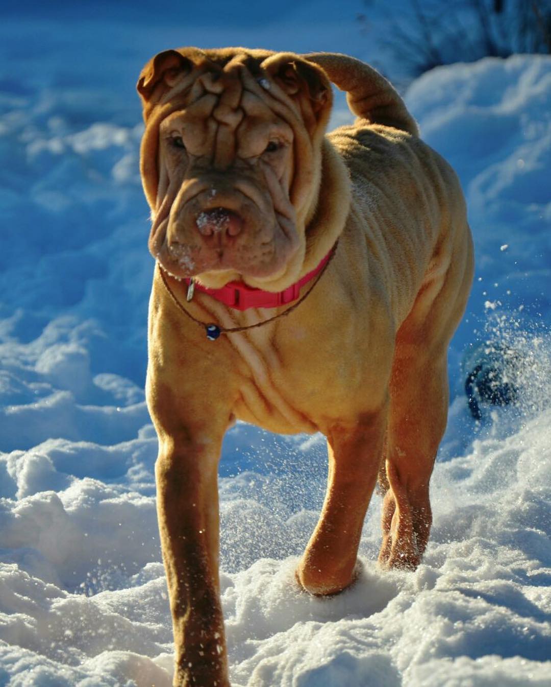 16 Interesting Facts About Shar-Peis 9