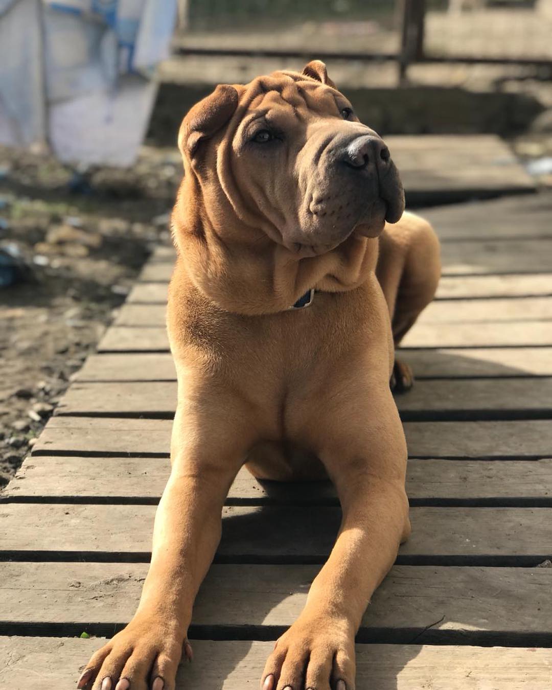 16 Interesting Facts About Shar-Peis 10