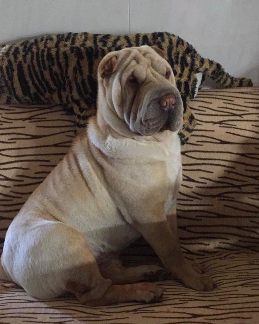 16 Interesting Facts About Shar-Peis 5