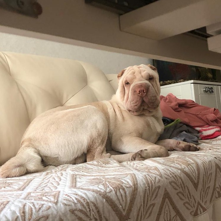 15 Cool Facts About Shar-Peis 11