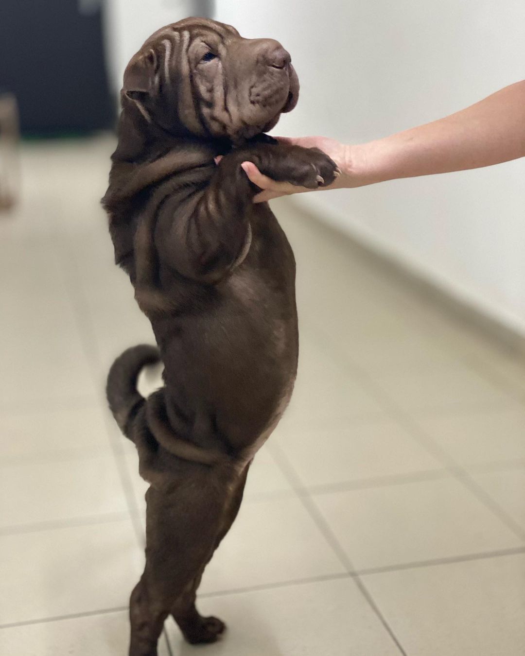 15 Cool Facts About Shar-Peis 9