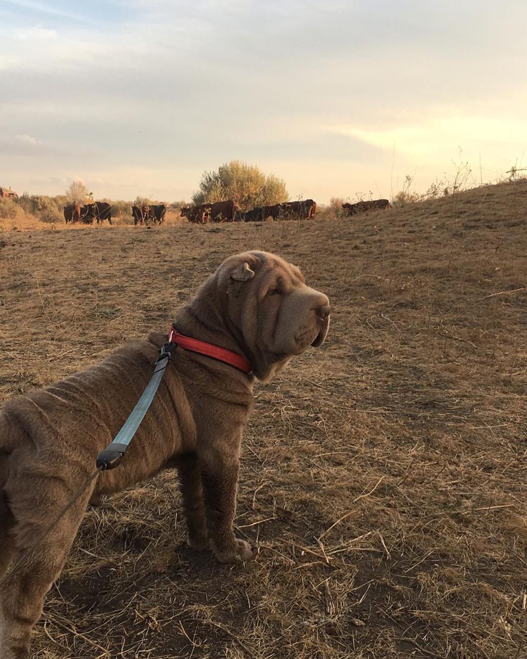 15 Cool Facts About Shar-Peis 11