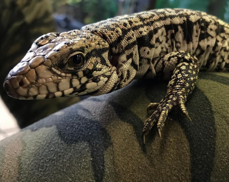 Argentine Black and White Tegu: Maintenance & Care - BuzzSharer.com