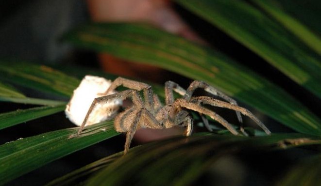 Brazilian Wandering Spider (Banana Spider): Species Profile 13