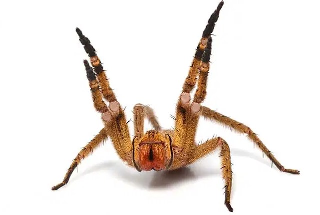 Brazilian Wandering Spider (Banana Spider): Species Profile 12