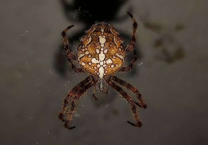 Cross Spider: Species Profile 15