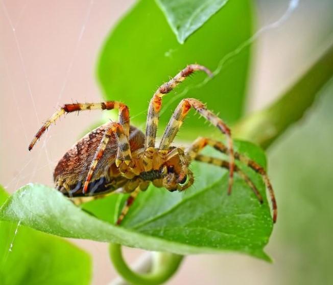 Cross Spider: Species Profile 12