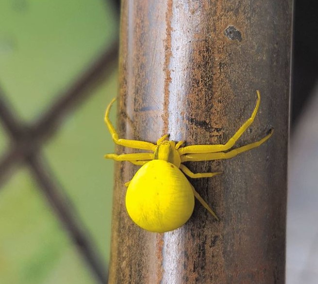 Goldenrod Crab Spider: Species Profile 17