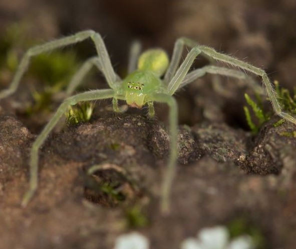 Green Huntsman Spider (Micrommata Virescens): Species Profile 13