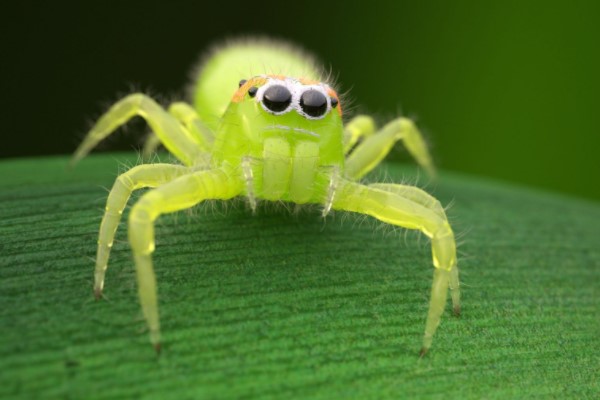 Jumping Spider: Species Profile 23