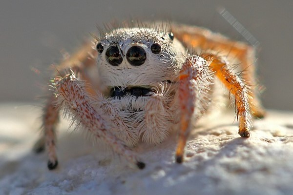 Jumping Spider: Species Profile 22