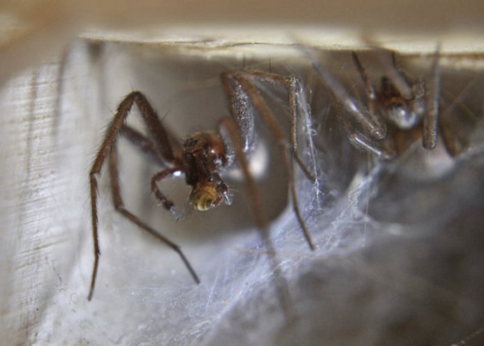 House Spider: Species Profile 17