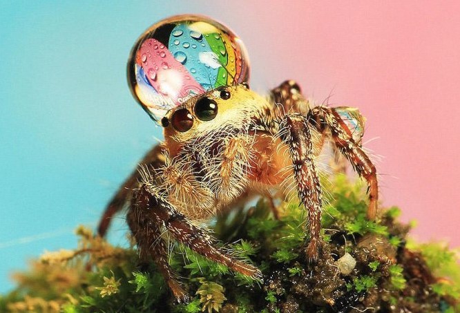 Jumping Spider: Species Profile 20
