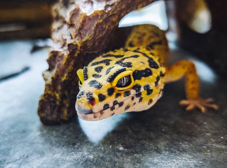 Leopard Gecko: Maintenance & Care 18