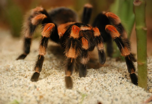 Mexican Red-Knee Tarantula: Species Profile 10