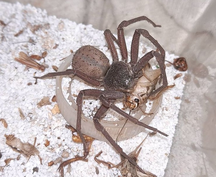 Six Eyed Sand Spider: Species Profile 7