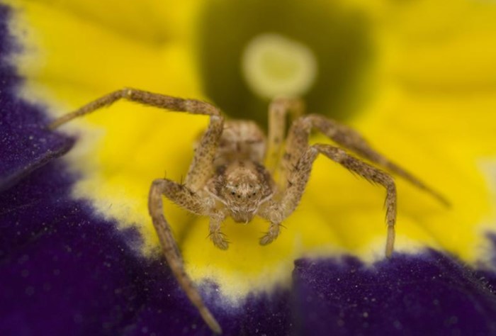 Six Eyed Sand Spider: Species Profile 9