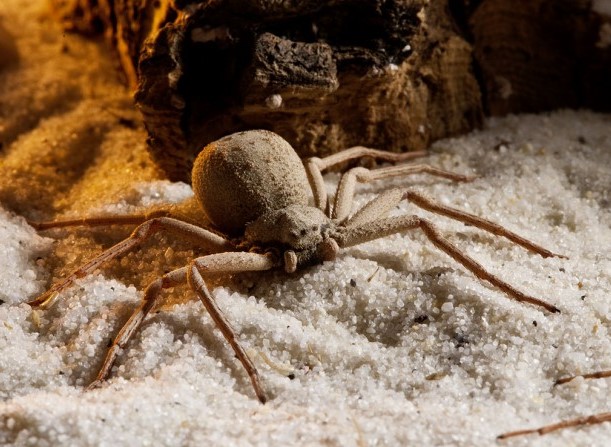 Six Eyed Sand Spider: Species Profile 8