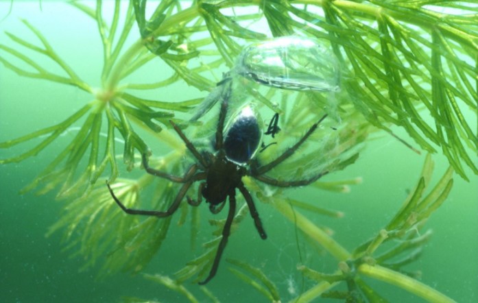 Water Spider: Species Profile 11