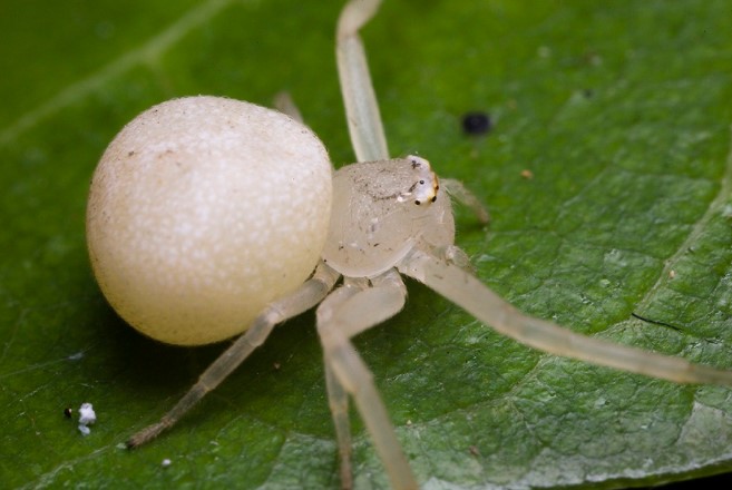 White Widow Spider: Species Profile 9