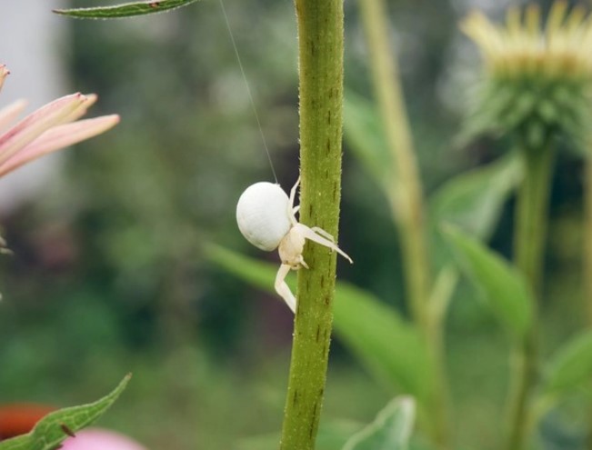 White Widow Spider: Species Profile 11