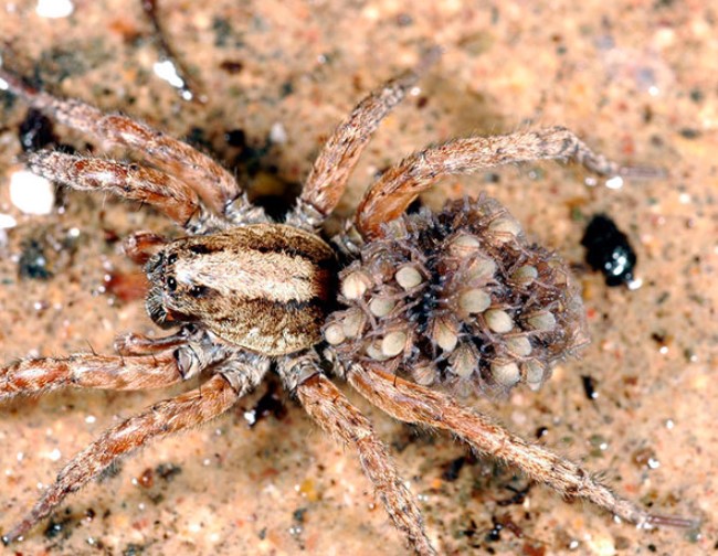 Wolf Spider: Species Profile 18