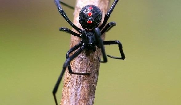 Black Widow: Species Profile 10